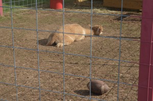 Ledyard's Alpaca wanted nothing to do with myself and this football.